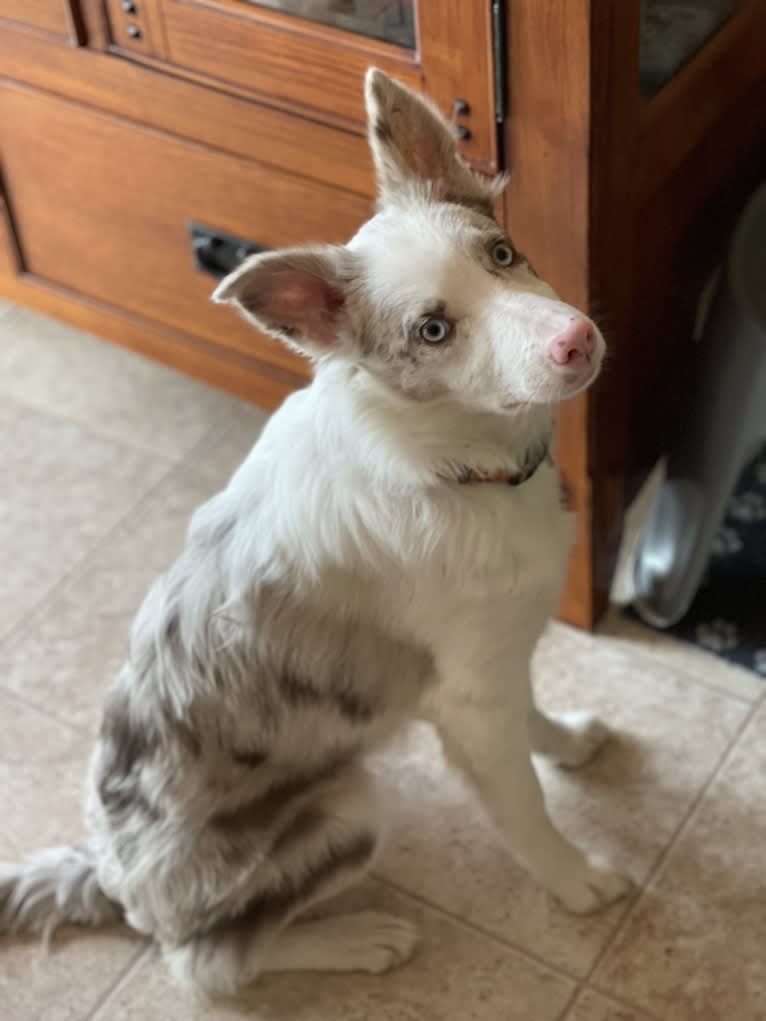 Viva, a Border Collie tested with EmbarkVet.com