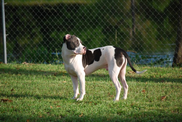 Cypress, an American Bully and American Pit Bull Terrier mix tested with EmbarkVet.com