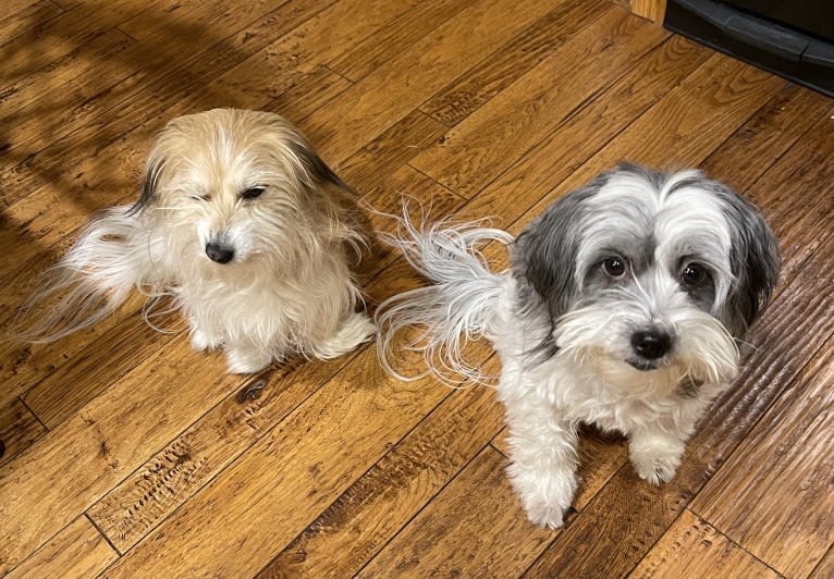 Winham’s “DollyBelle” of Rocky Mountain Cotons, a Coton de Tulear tested with EmbarkVet.com