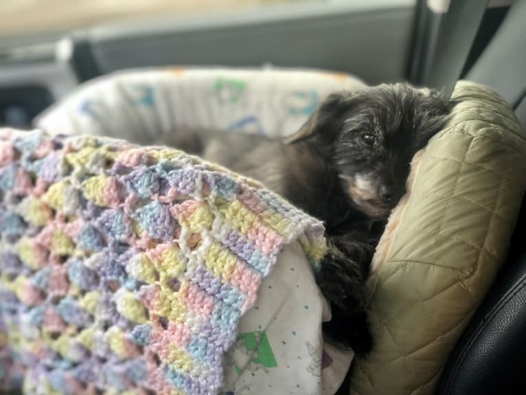 Toto, a Yorkshire Terrier and Dachshund mix tested with EmbarkVet.com