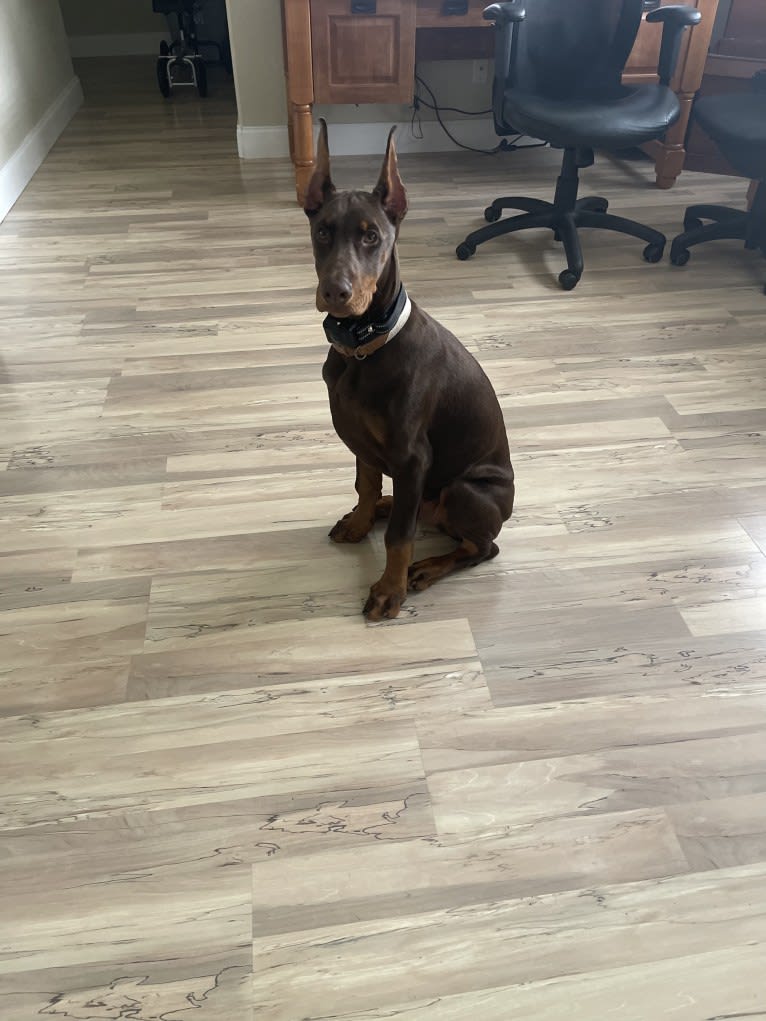 Maverick, a Doberman Pinscher tested with EmbarkVet.com