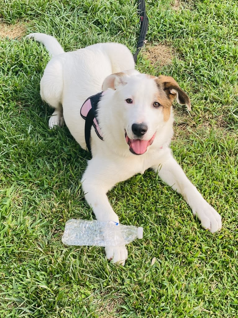 Kaya, a German Shepherd Dog and Boxer mix tested with EmbarkVet.com
