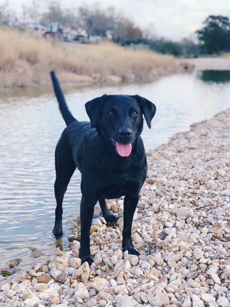 Tia, a Labrador Retriever tested with EmbarkVet.com