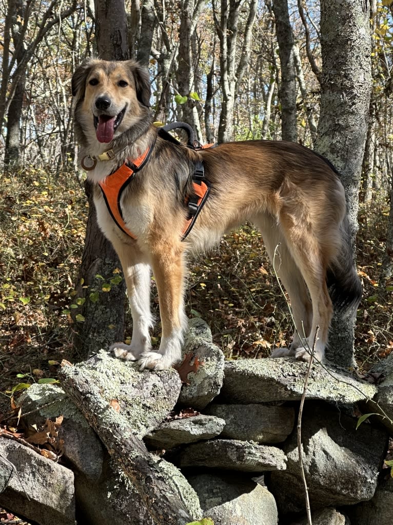 Callie, an English Shepherd and Great Pyrenees mix tested with EmbarkVet.com