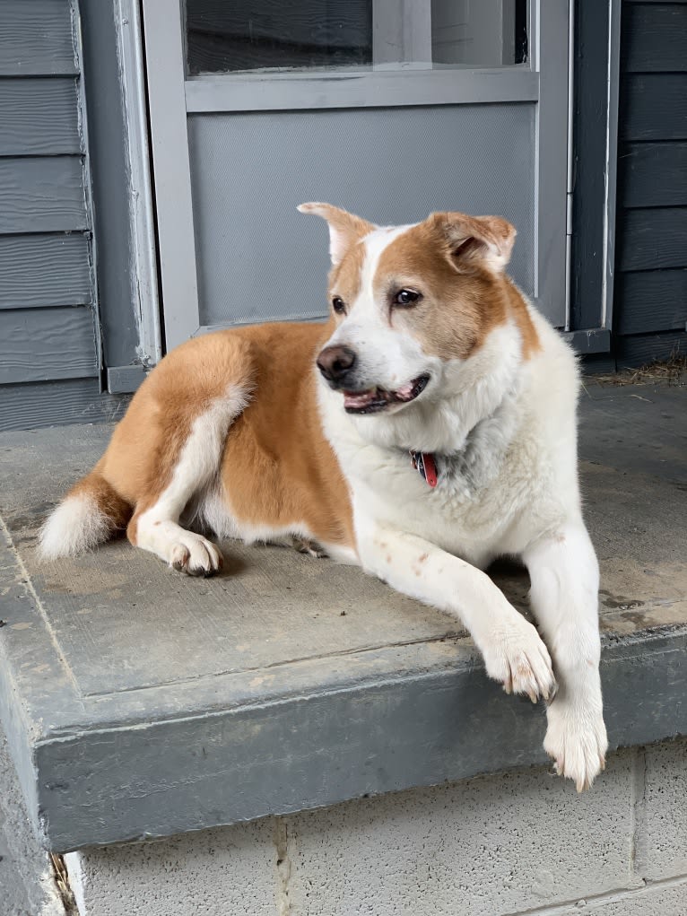 Jack, a Great Pyrenees and Australian Cattle Dog mix tested with EmbarkVet.com