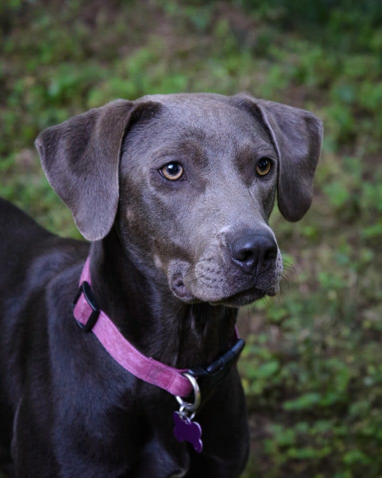 Sophie, a Labrador Retriever and American Pit Bull Terrier mix tested with EmbarkVet.com