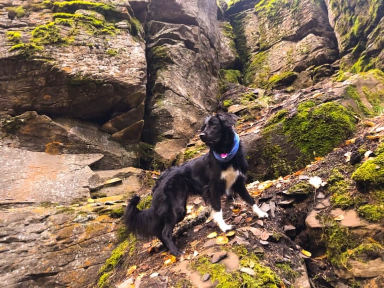 Aloe Vera, a Rottweiler and Border Collie mix tested with EmbarkVet.com