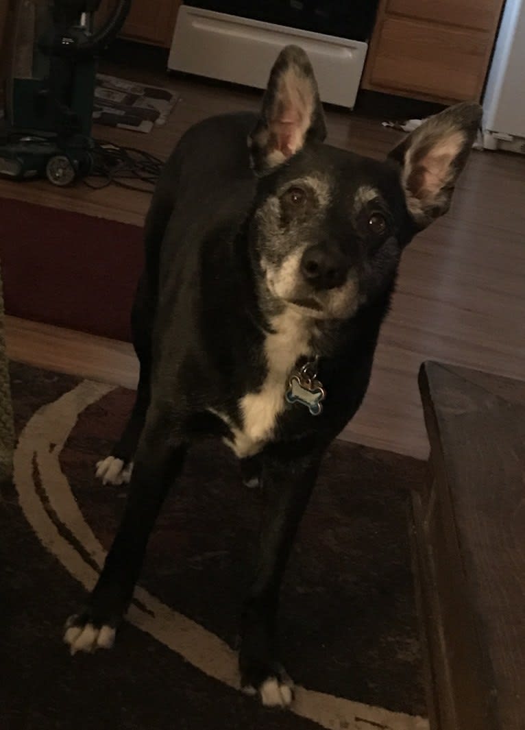 Leo, a Border Collie and American Pit Bull Terrier mix tested with EmbarkVet.com