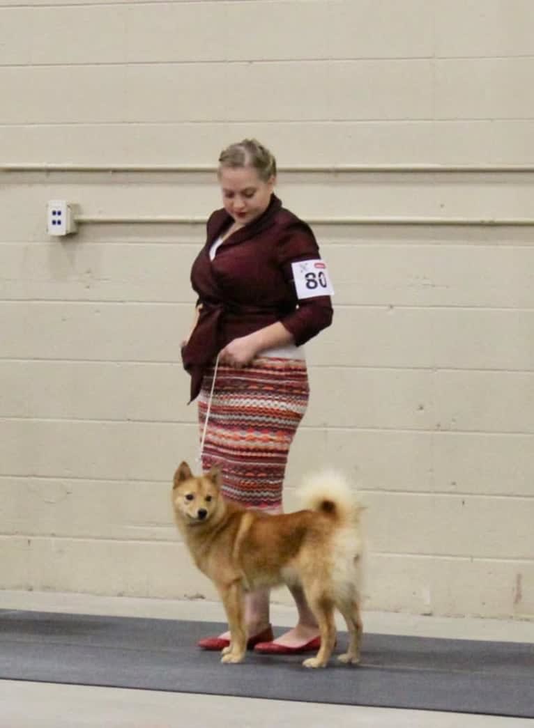 Vixen, a Finnish Spitz tested with EmbarkVet.com