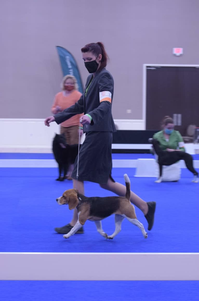 Amber, a Beagle tested with EmbarkVet.com