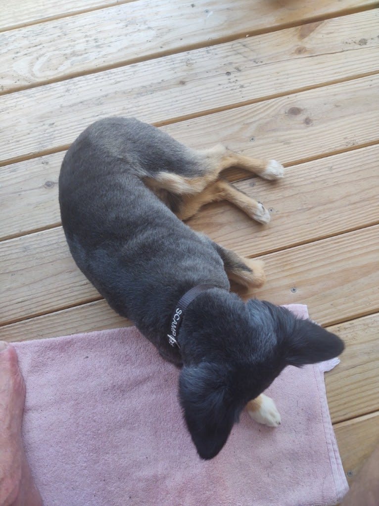 Scamp (a.k.a. Skamp), an Australian Shepherd tested with EmbarkVet.com