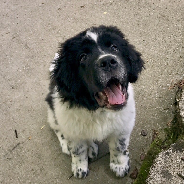 Huey, a Newfoundland tested with EmbarkVet.com