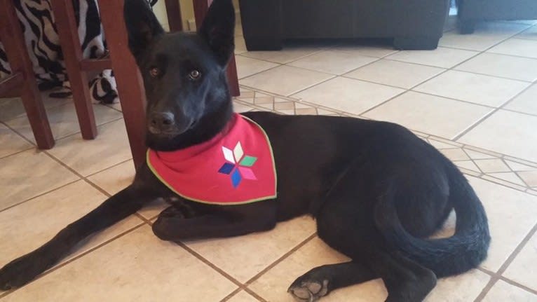 Lexi, a Siberian Husky and German Shepherd Dog mix tested with EmbarkVet.com