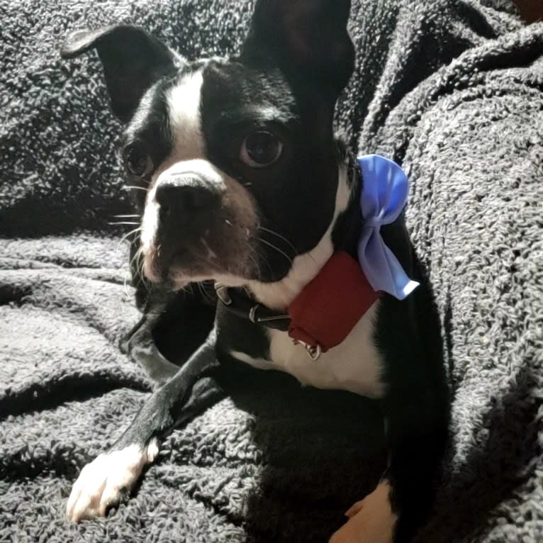 Julian Montana McCormack, a Boston Terrier tested with EmbarkVet.com