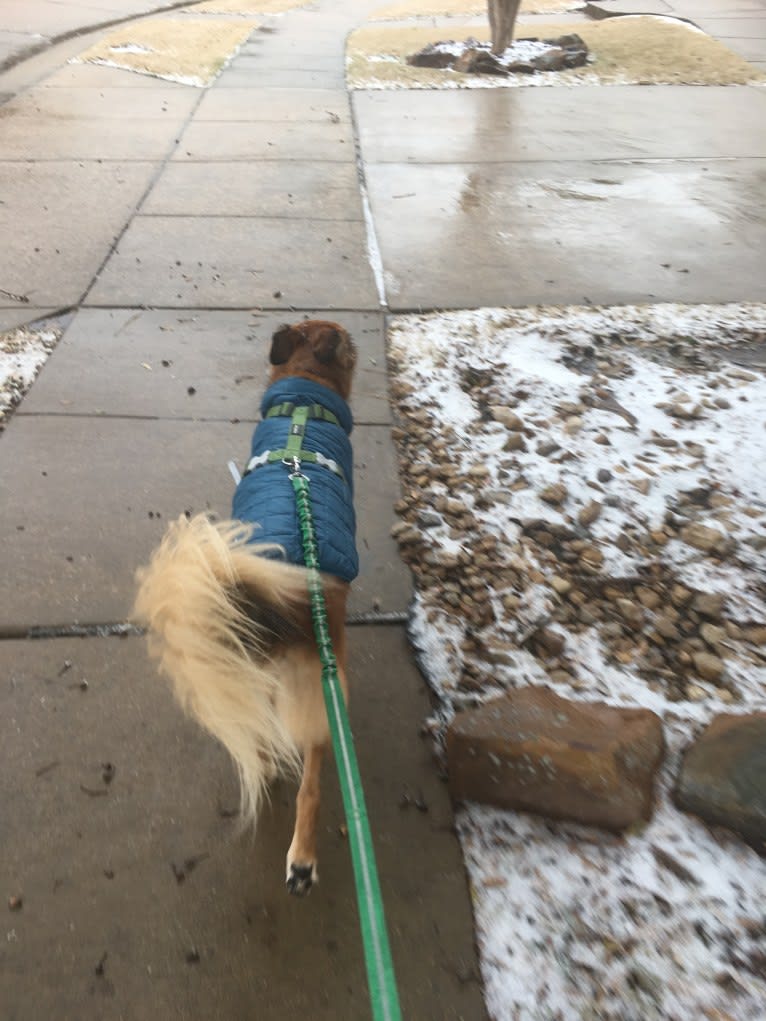 Einstein, a Great Pyrenees and American Pit Bull Terrier mix tested with EmbarkVet.com