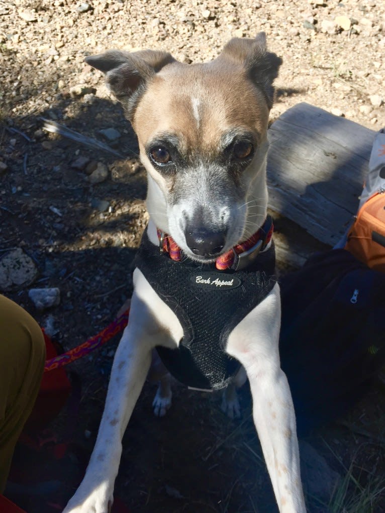 Salsa, a Chihuahua and Russell-type Terrier mix tested with EmbarkVet.com