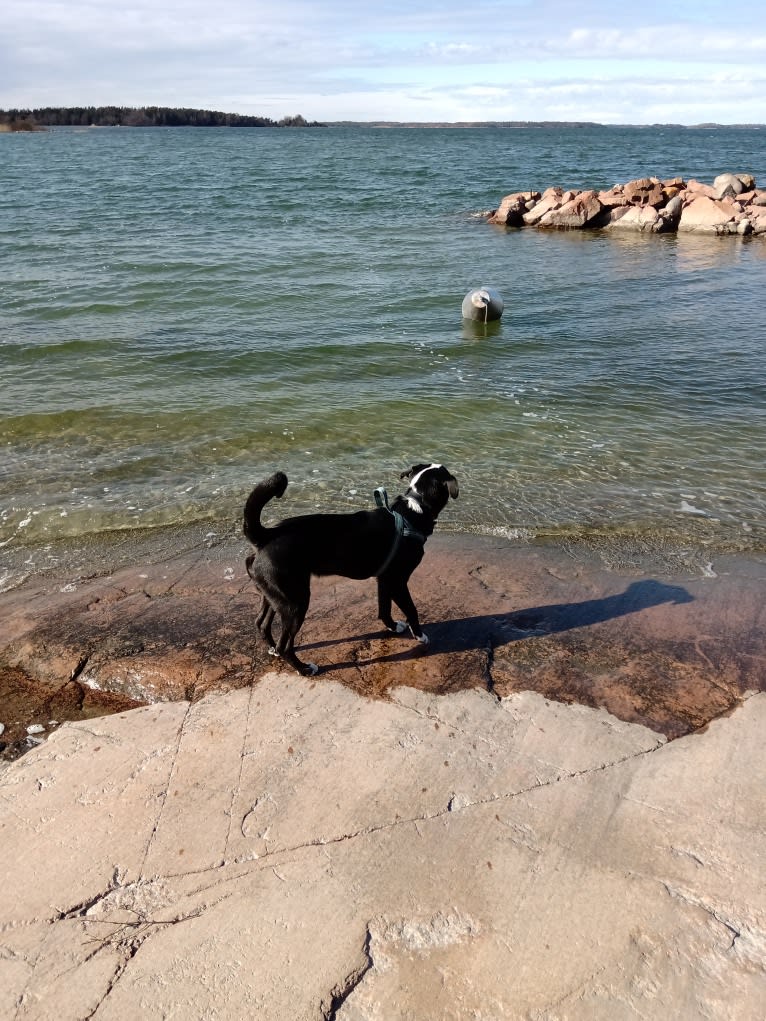 Whisky, an Australian Shepherd and Dalmatian mix tested with EmbarkVet.com