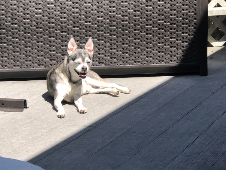 Bruce Wayne Smith, a Chihuahua and Toy Fox Terrier mix tested with EmbarkVet.com