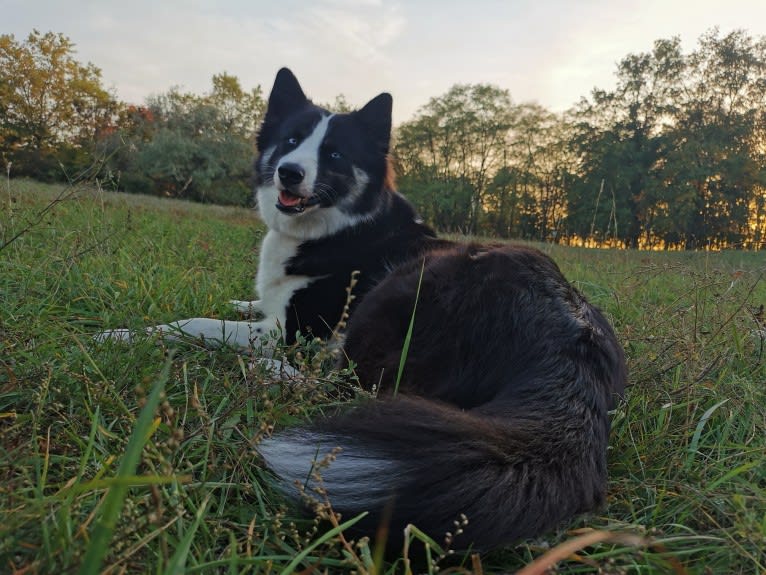 Erkeeni Kuo (Kinjia), a Yakutian Laika tested with EmbarkVet.com