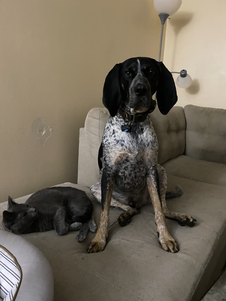 Leroy, a Bluetick Coonhound tested with EmbarkVet.com