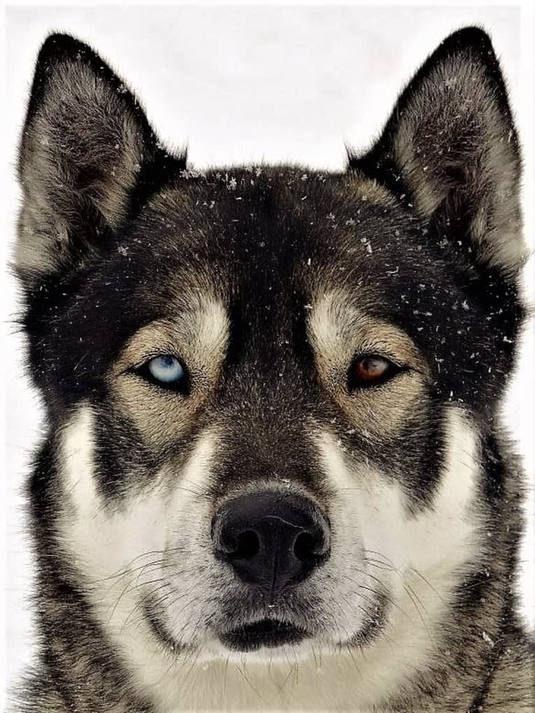 Tsar, a Siberian Husky tested with EmbarkVet.com