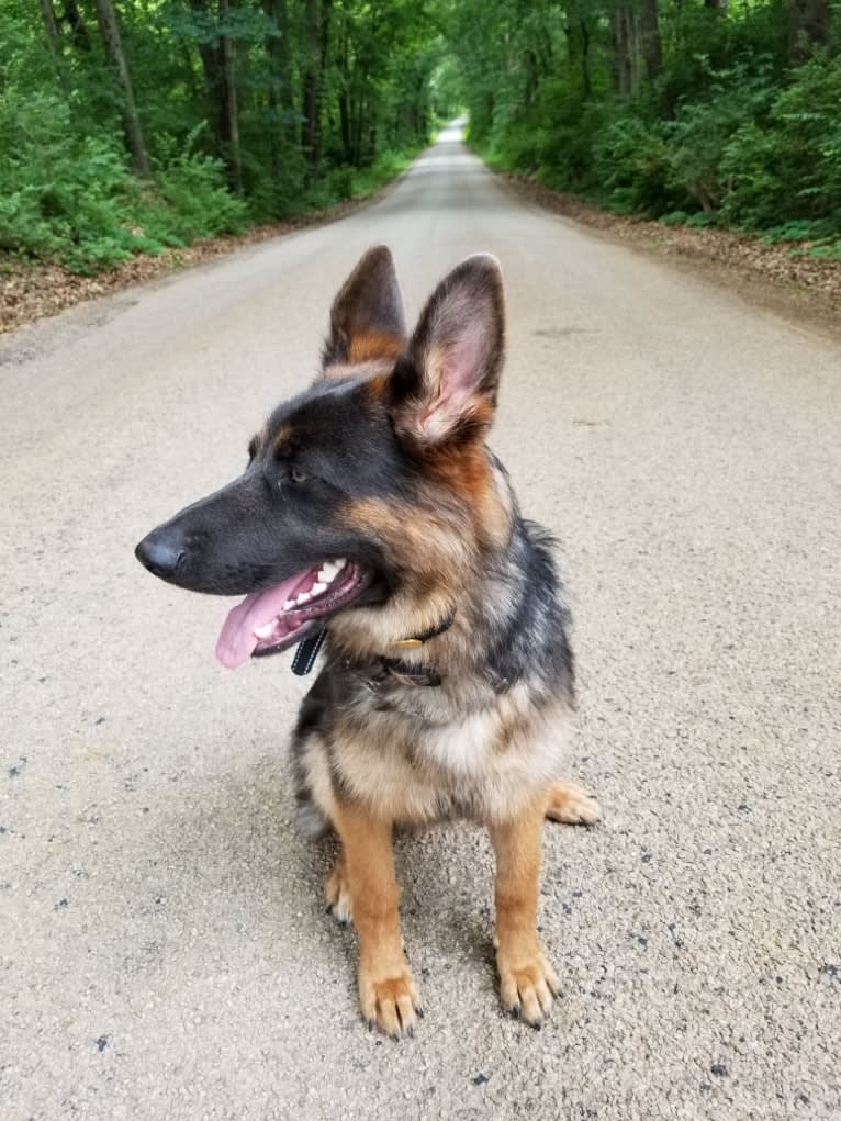 Banner, a German Shepherd Dog tested with EmbarkVet.com