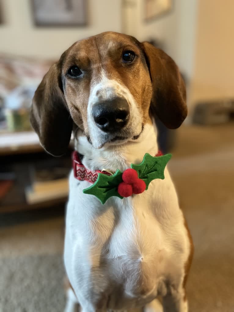 Roxy, a Treeing Walker Coonhound tested with EmbarkVet.com