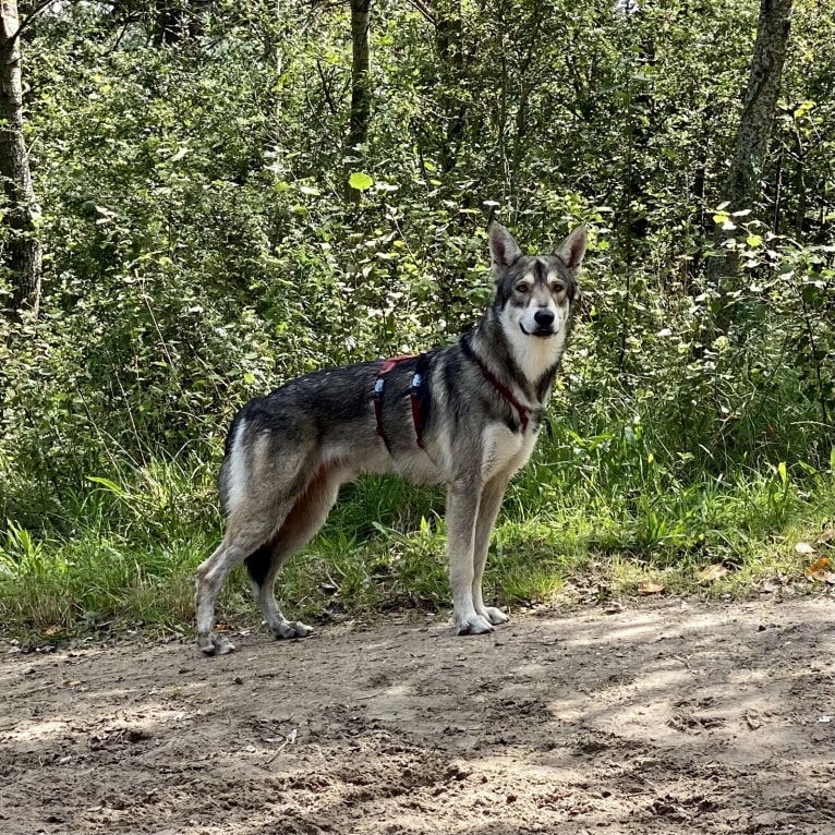 Kasper (Mountain Dew Phillip), a Saarloos Wolfdog tested with EmbarkVet.com