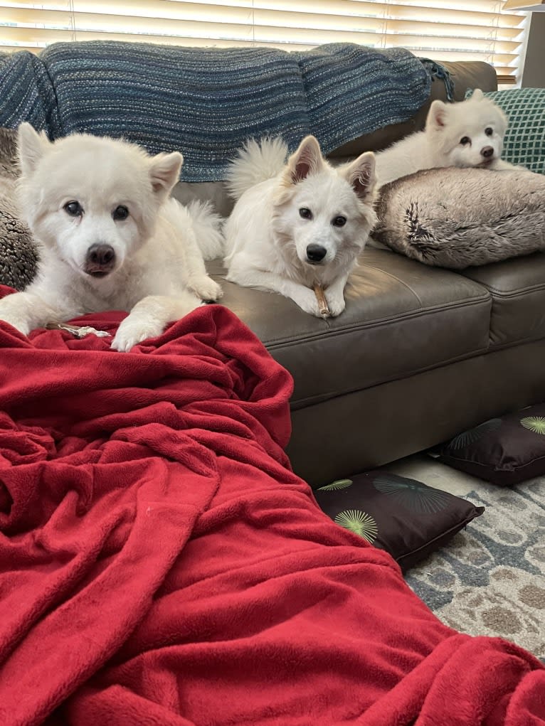 Bolt Sanford, an American Eskimo Dog tested with EmbarkVet.com