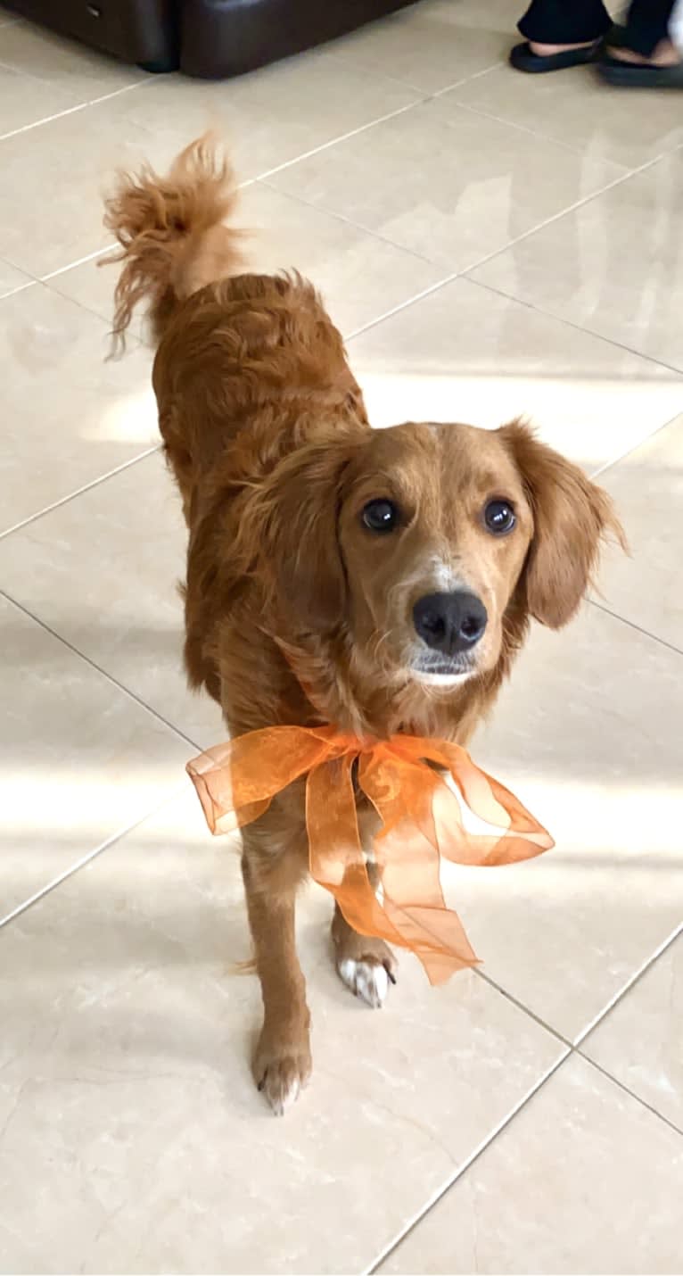 Benny, a Goldendoodle tested with EmbarkVet.com