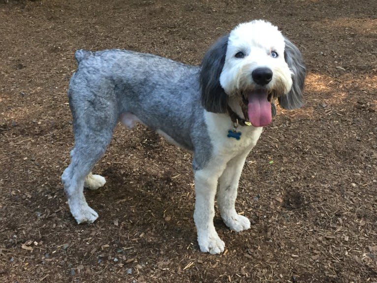 Winston, an Old English Sheepdog tested with EmbarkVet.com