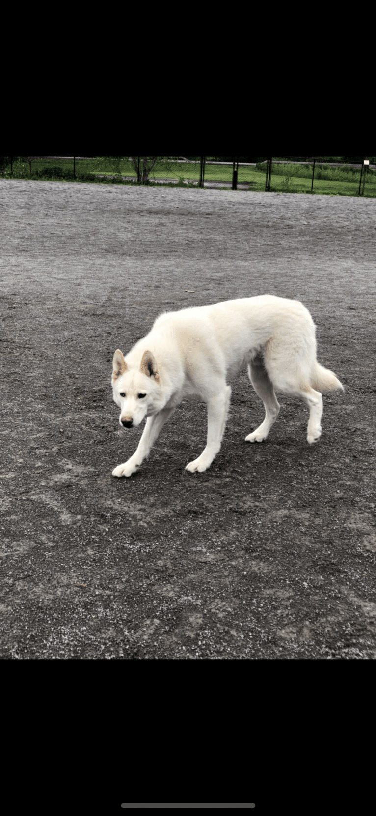 Zeus, a Siberian Husky and American Eskimo Dog mix tested with EmbarkVet.com