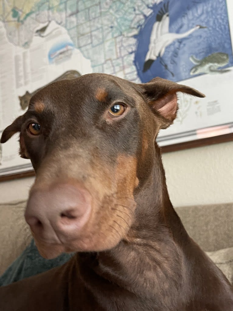 Axel Valor Rasberry, a Doberman Pinscher tested with EmbarkVet.com