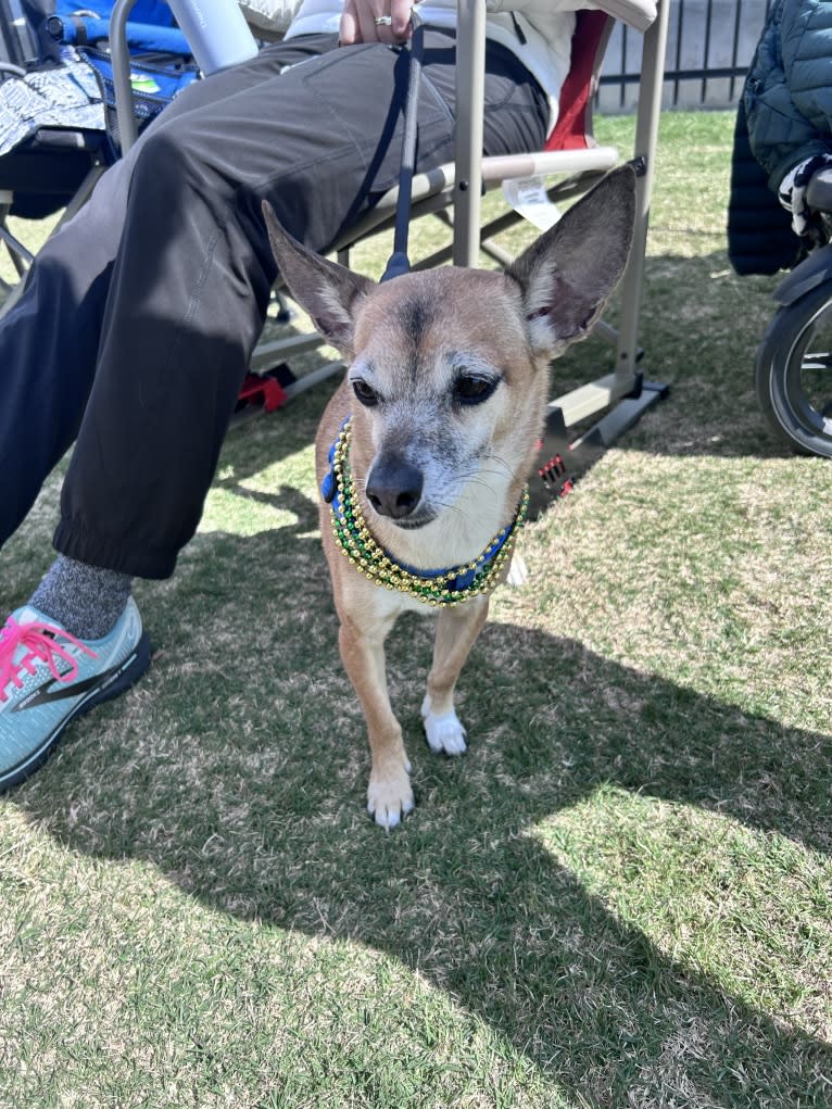 Chako, a Chihuahua and Poodle (Small) mix tested with EmbarkVet.com