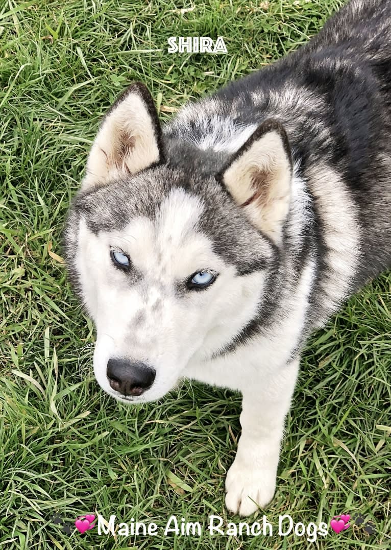 Shira, a Siberian Husky tested with EmbarkVet.com