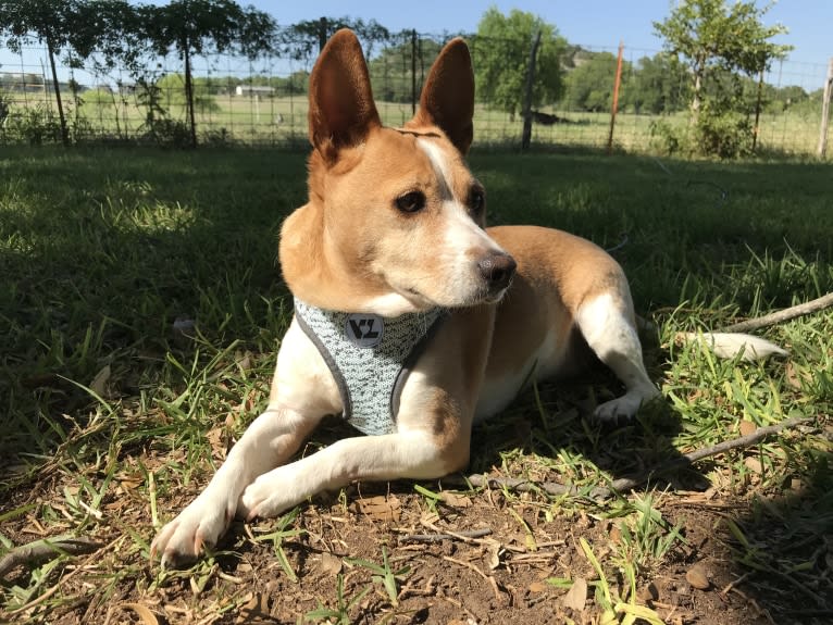 Nancy, a Chihuahua and Great Pyrenees mix tested with EmbarkVet.com