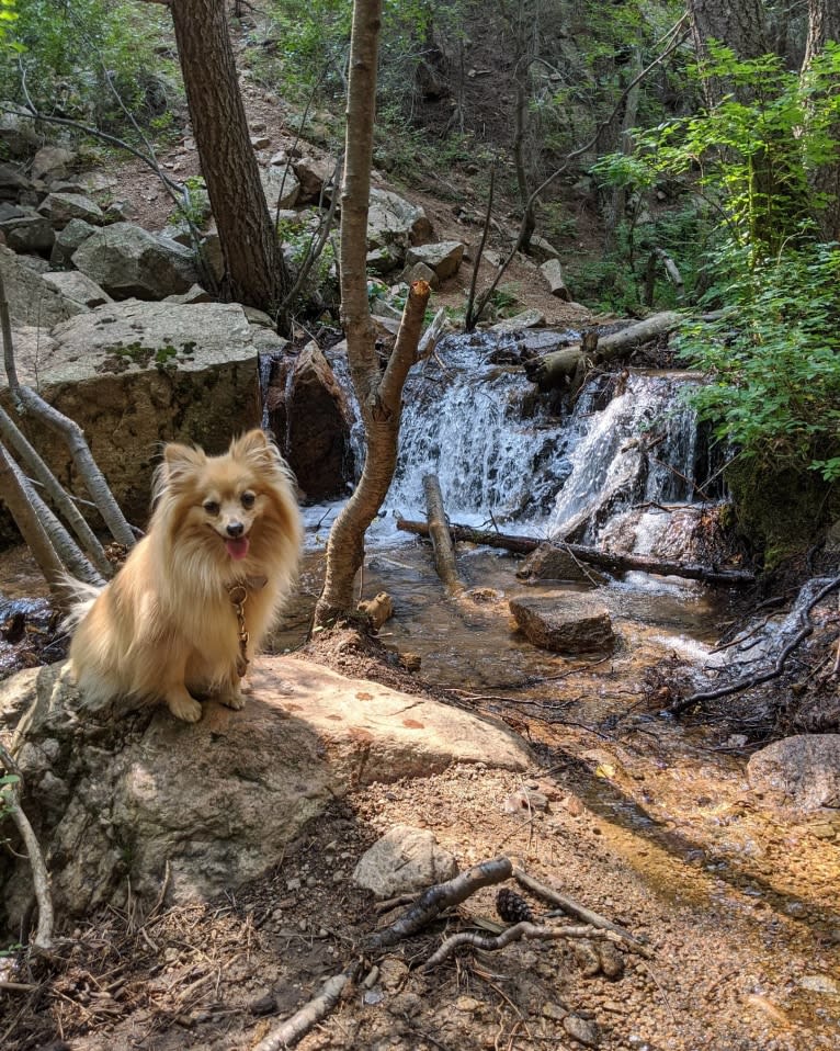 Luther, a Pomeranian tested with EmbarkVet.com