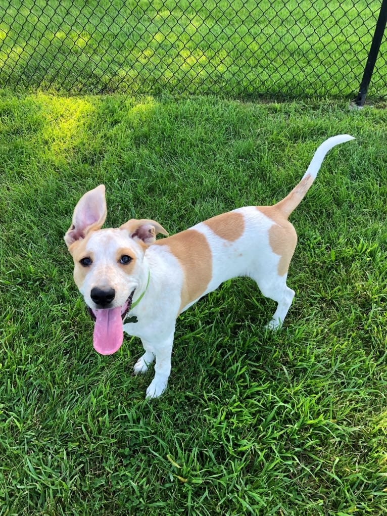 Lennon, an American Pit Bull Terrier and American Staffordshire Terrier mix tested with EmbarkVet.com