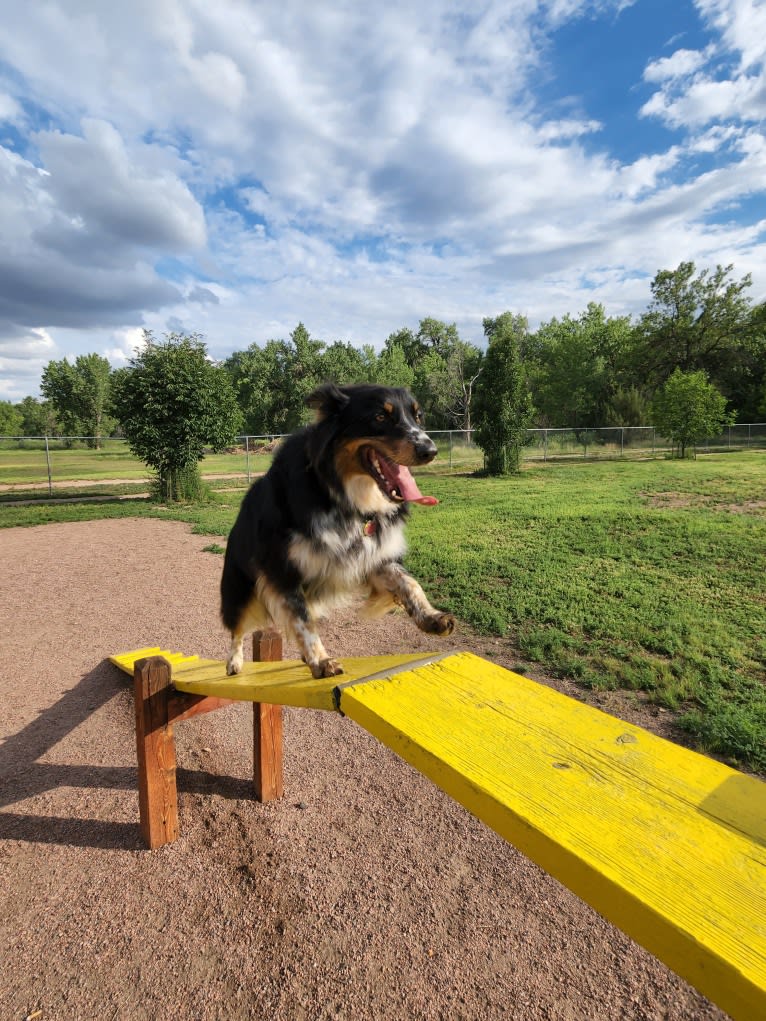 Lancer, an Australian Shepherd and Australian Cattle Dog mix tested with EmbarkVet.com