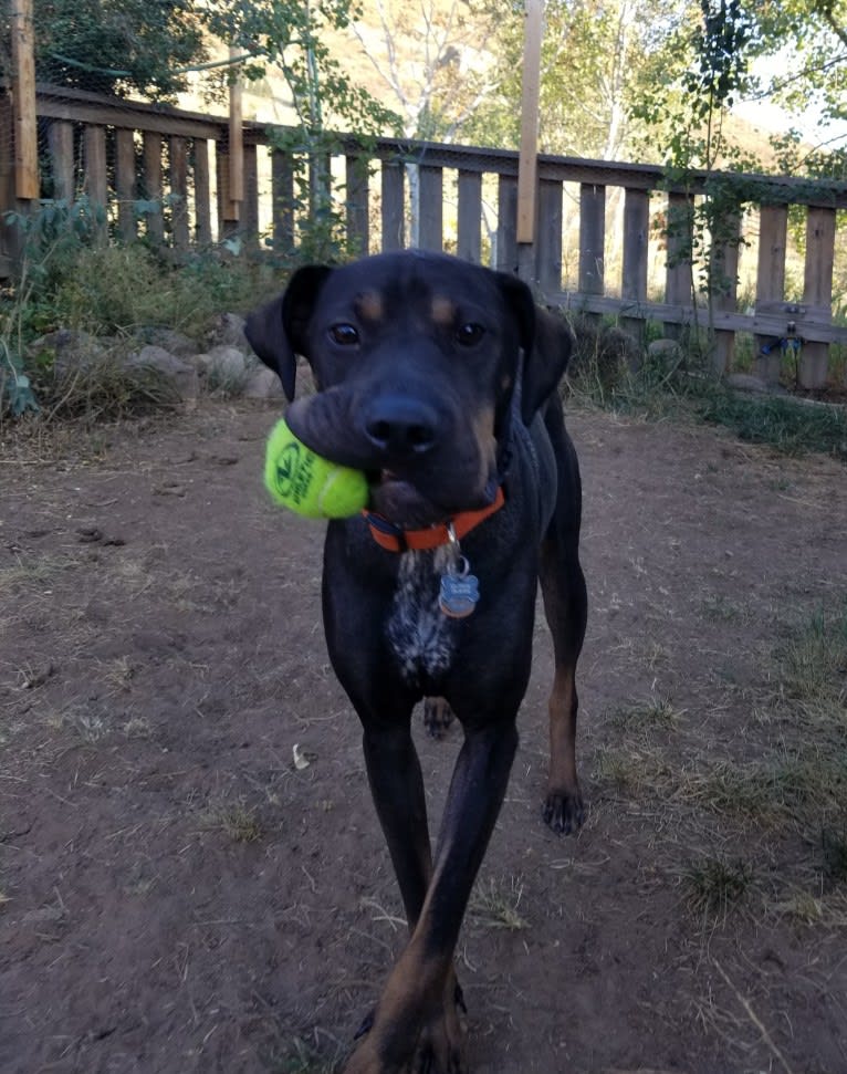 Worf, an Australian Cattle Dog and Staffordshire Terrier mix tested with EmbarkVet.com