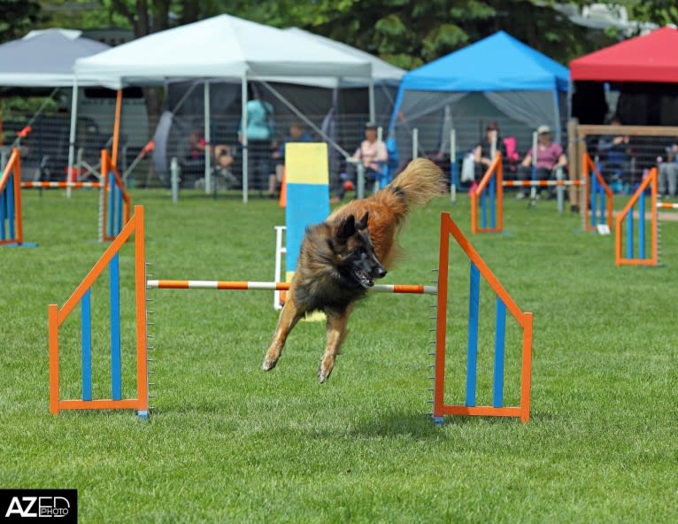 Faro, a Belgian Shepherd tested with EmbarkVet.com