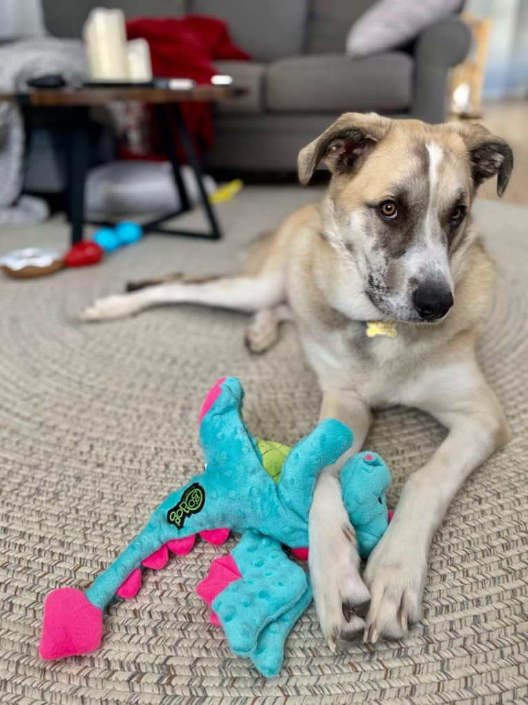 Miller, a Great Pyrenees and Mountain Cur mix tested with EmbarkVet.com