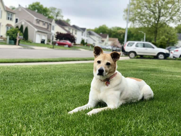 Bella, a Chow Chow and Collie mix tested with EmbarkVet.com