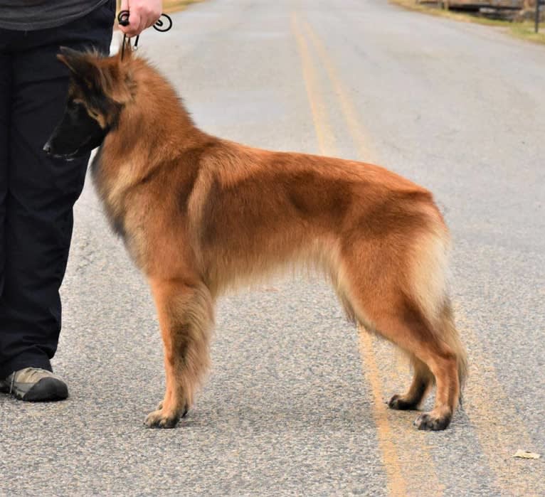 Laila, a Belgian Shepherd tested with EmbarkVet.com