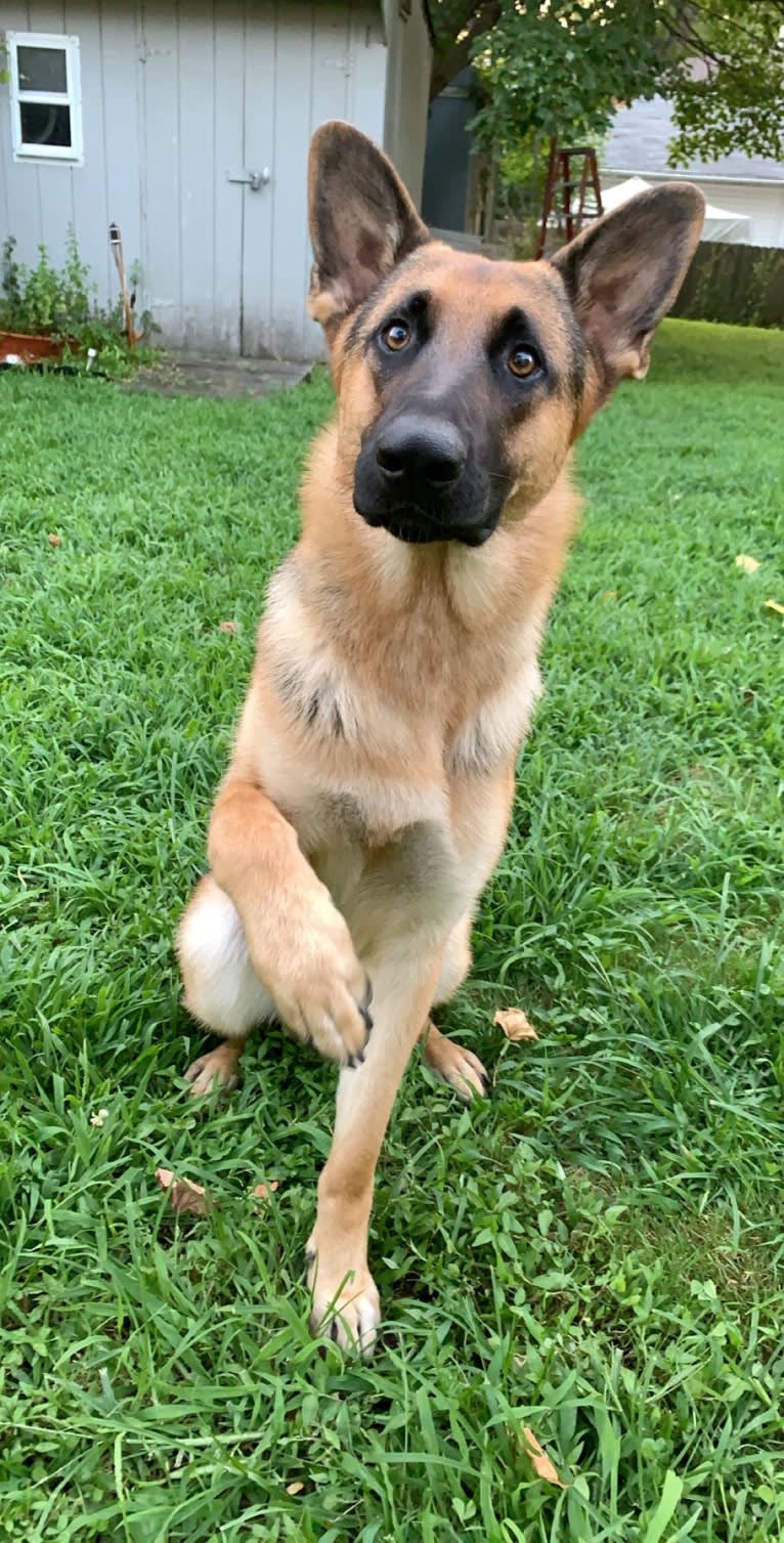 Jonas, a German Shepherd Dog tested with EmbarkVet.com