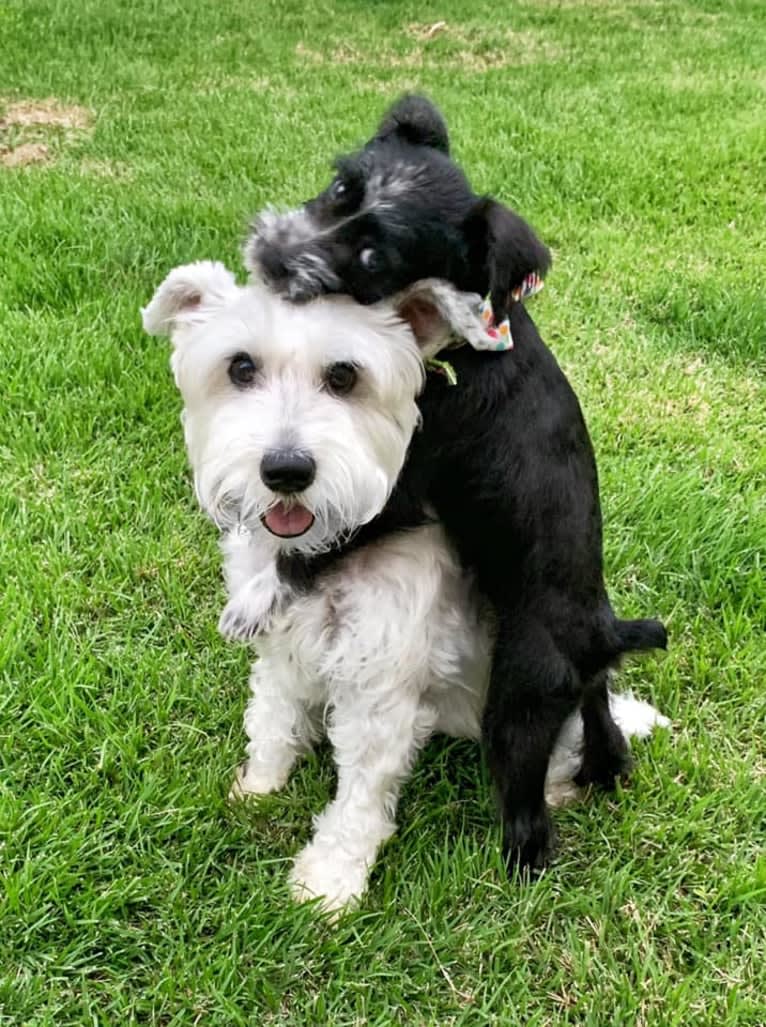 SPARTA, a Miniature Schnauzer tested with EmbarkVet.com