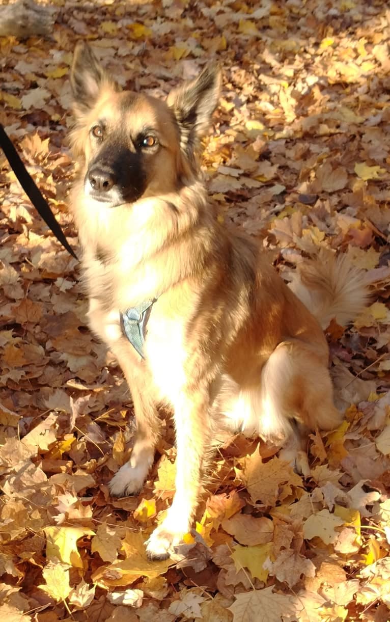 Linda, an Arabian Village Dog and German Shepherd Dog mix tested with EmbarkVet.com