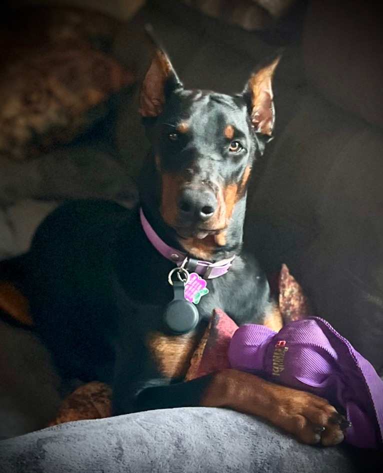 Raven, a Doberman Pinscher tested with EmbarkVet.com