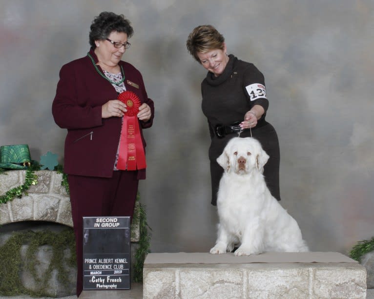 Bumble, a Clumber Spaniel tested with EmbarkVet.com