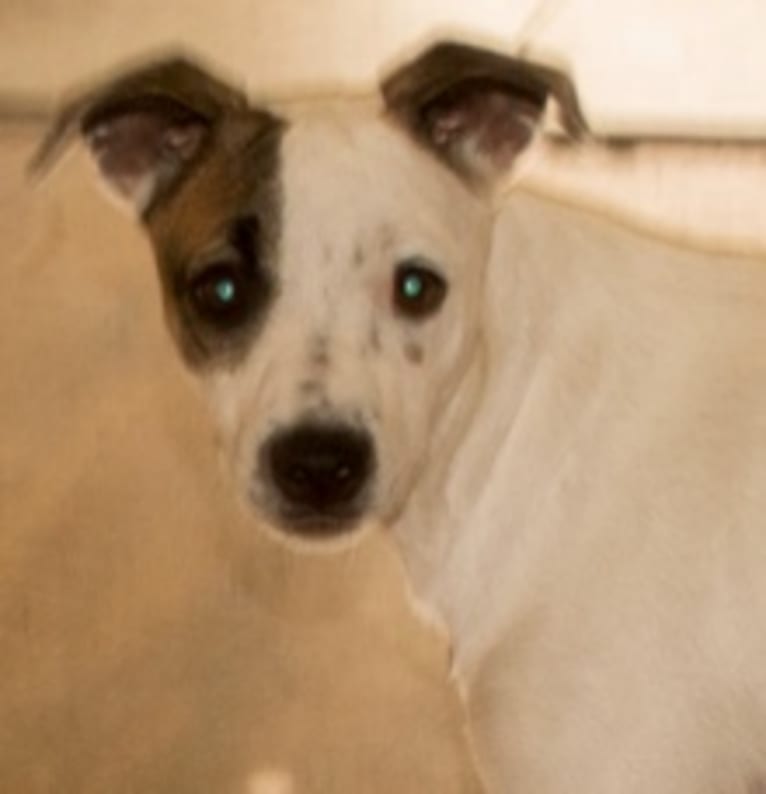 Popcorn, a Border Collie and Whippet mix tested with EmbarkVet.com